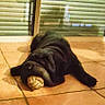 dog, black_dog, toy, floor, tile_floor, indoor, window, blinds, resting, pet, animal, chewing, lying_down, shadow, reflection, house, domestic, companion, relaxed, sleeping