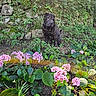dog, black_dog, flower, pink_flower, green_leaves, garden, stone_wall, moss, outdoor, nature, plant, foliage, pet, animal, sitting, sunlight, daylight, shrub, earth, peaceful