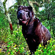 Tanya a rejoint le concours — aidez-le/la à gagner de superbes lots ! dog, outdoor, forest, greenery, trees, plants, nature, animal, canine, pet, fur, tongue, wildlife, summer, daylight, muzzle, collar, bark, snout, leaf