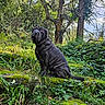 dog, black_dog, wrinkly_face, sitting, moss, forest, greenery, plants, trees, nature, outdoor, stone, grass, sunlight, leaves, shrubbery, wild, canine, pet, scenery