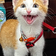 Fish joined the competition — help win amazing prizes! animal, bell, cat, collar, cute, front_legs, fur, happy, indoor, kitten, meowing, orange_cat, pet_harness, pet_store, pet_supplies, price_tag, small_animal, standing, whiskers, white_cat