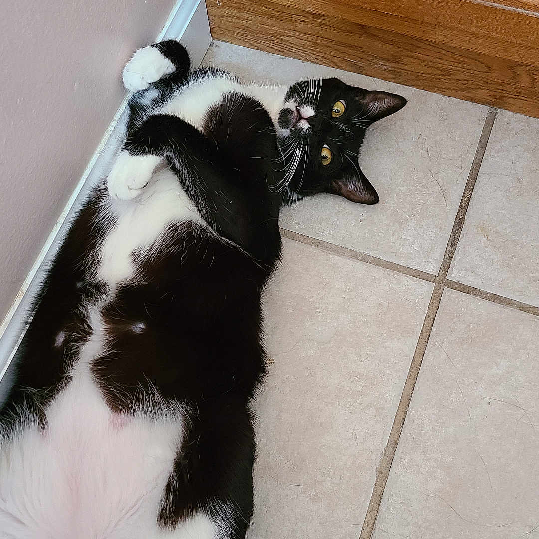 Frankie Zappa is registered to the contest to win money with this photo: abyssinian, accessories, animal, blackcat, bodypart, cat, closet, cupboard, door, drawer, furniture, hardwood, indoors, interiordesign, kitten, manx, pet, plywood, strap, wood