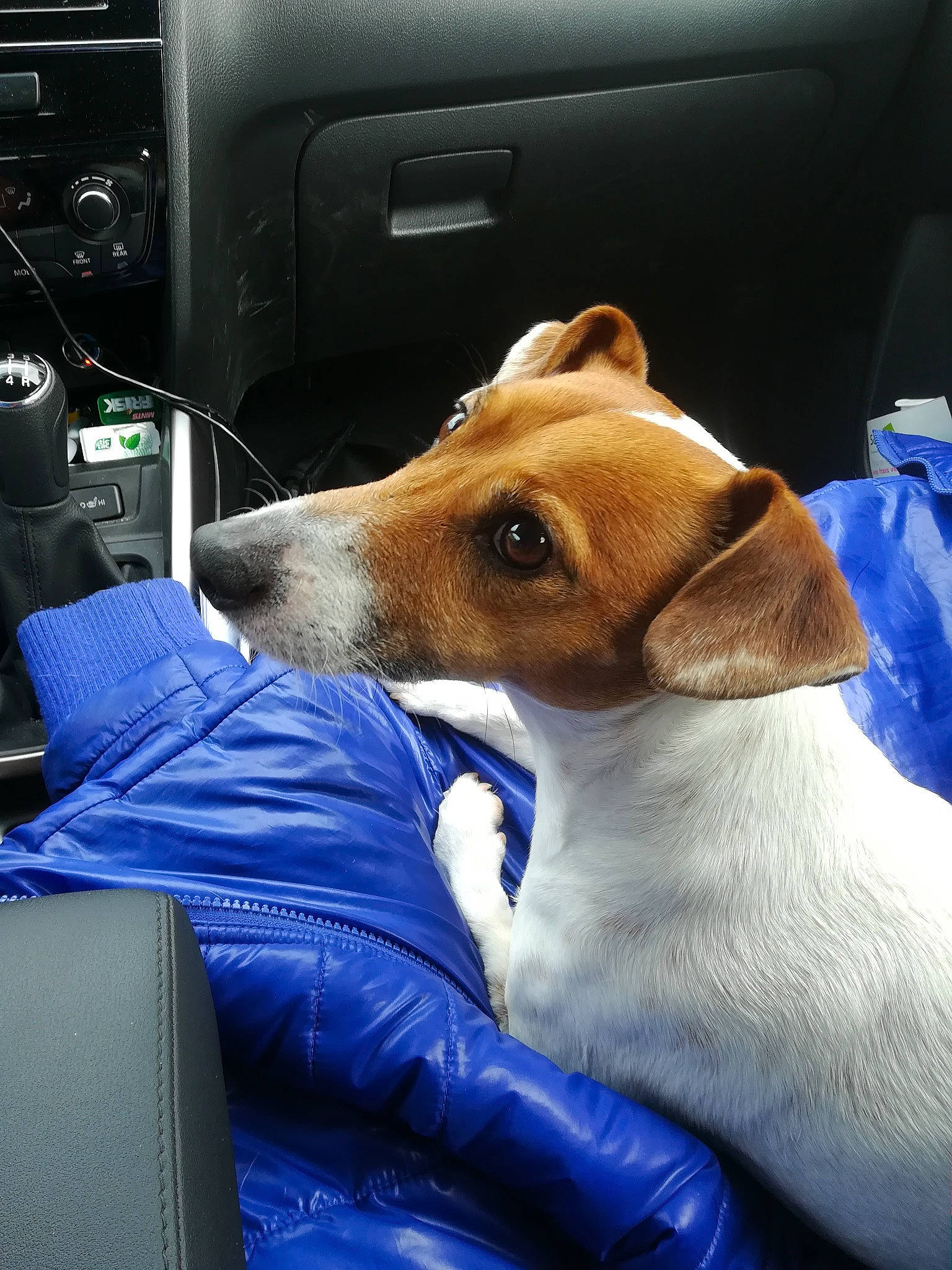 Killer participe au concours pour gagner de l'argent avec cette photo : canidae, car_seat, car_seat_cover, carnivore, collar, comfort, companion_dog, dog, dog_breed, fawn, fur, gadget, head_restraint, lap, seat_belt, snout, sporting_group, vehicle_door, whiskers, windshield