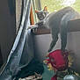 animal, cat, cozy, curtain, fabric, feline, gray_cat, home, indoor, natural_light, paw, plush_toy, red_dragon, relaxed, resting, soft_light, stuffed_animal, toy, window, windowsill