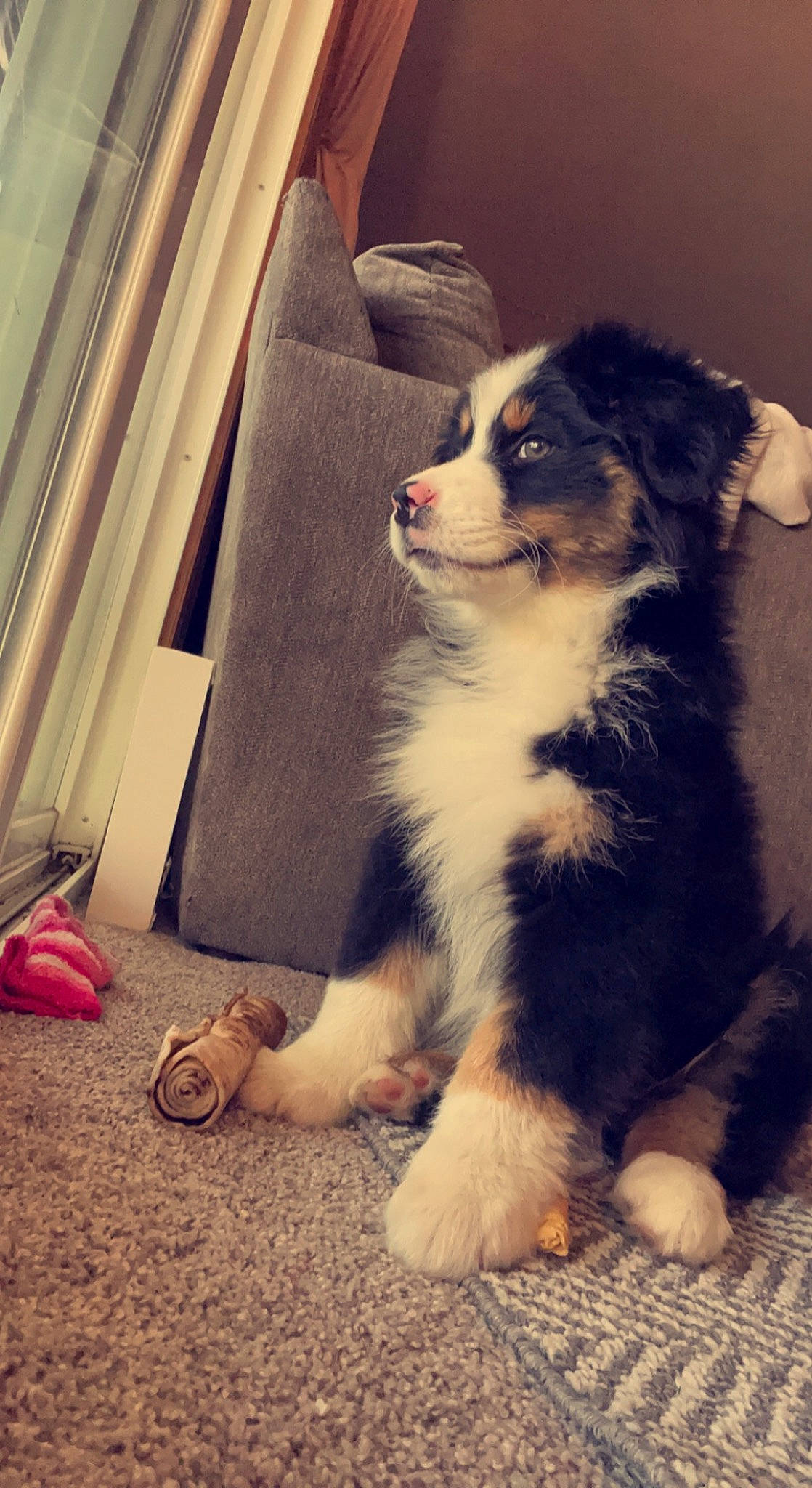 Flynn joined the competition — help win amazing prizes! bag, canidae, carnivore, companion_dog, dog, dog_breed, foot, fur, herding_dog, human_leg, luggage_and_bags, sitting, snout, sporting_group, terrestrial_animal, tints_and_shades, whiskers, window, working_animal, working_dog