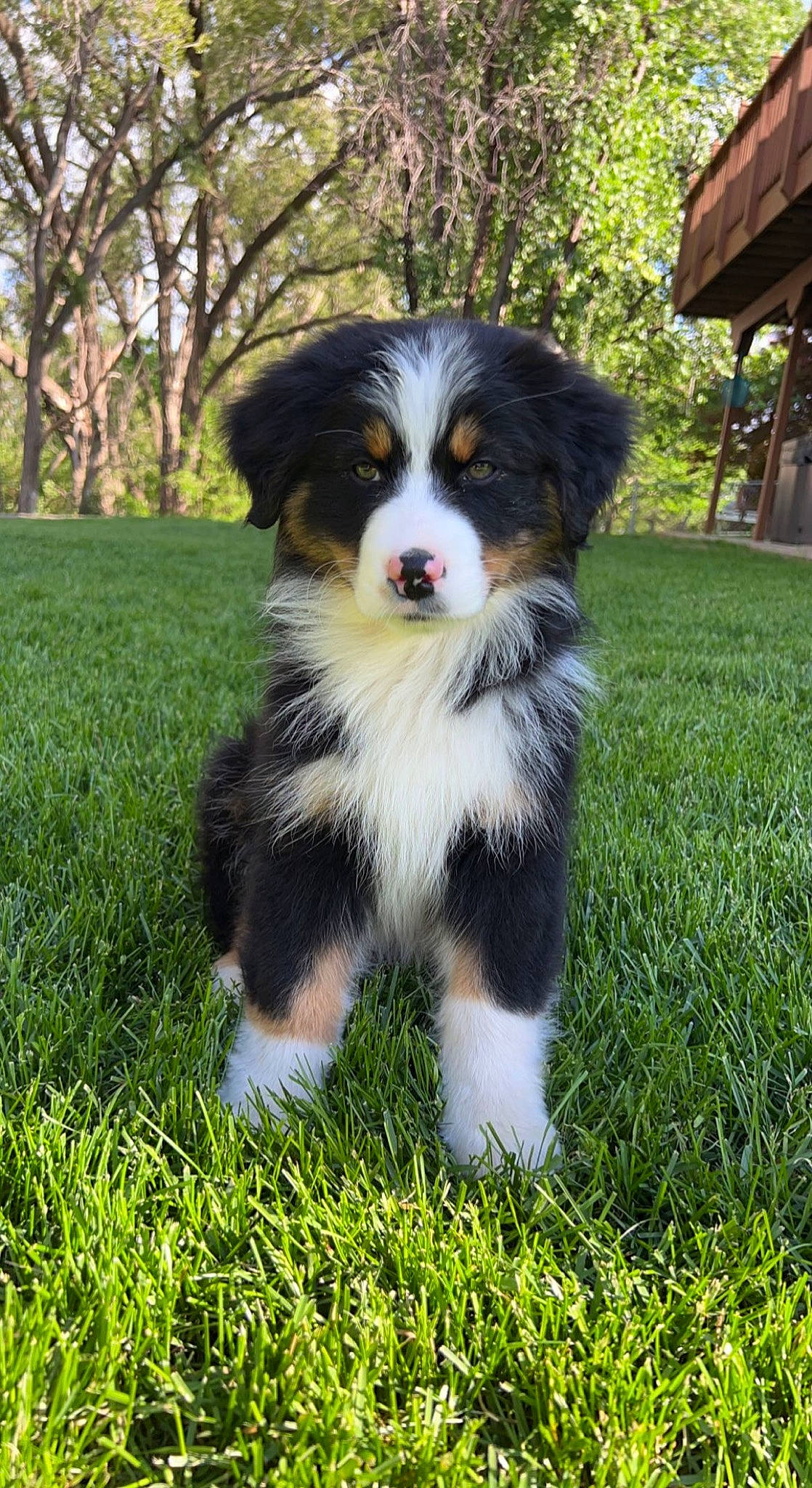 Flynn is registered to the contest to win money with this photo: australian_shepherd, bernese_mountain_dog, border_collie, canidae, carnivore, companion_dog, dog, dog_breed, grass, groundcover, herding_dog, plant, puppy, snout, sporting_group, terrestrial_animal, tree, working_animal, working_dog