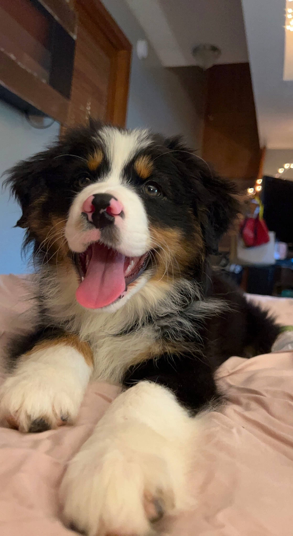 Flynn is registered to the contest to win money with this photo: bored, carnivore, companion_dog, dog, dog_breed, door, event, fur, lamp, snout, sporting_group, terrestrial_animal, whiskers, working_animal, working_dog