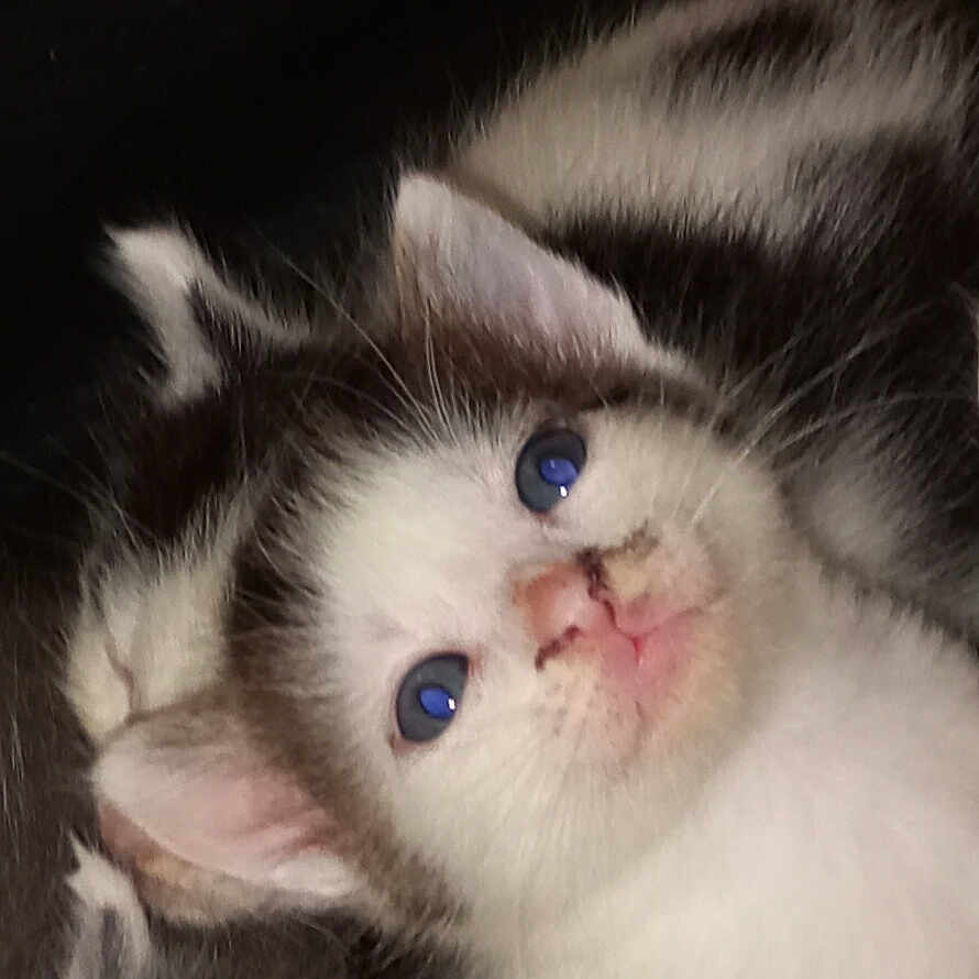 Kikouyou a rejoint le concours — aidez-le/la à gagner de superbes lots ! abyssinian, angora, animal, cat, kitten, manx, pet, siamese