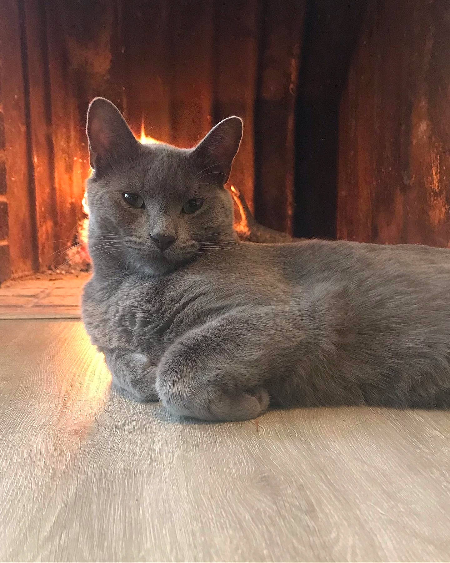 Carter is registered to the contest to win money with this photo: carnivore, cat, comfort, domestic_short_haired_cat, fawn, felidae, flooring, fur, grey, hardwood, paw, russian_blue, sitting, small_to_medium_sized_cats, tail, terrestrial_animal, whiskers, wildlife, wood, wood_flooring