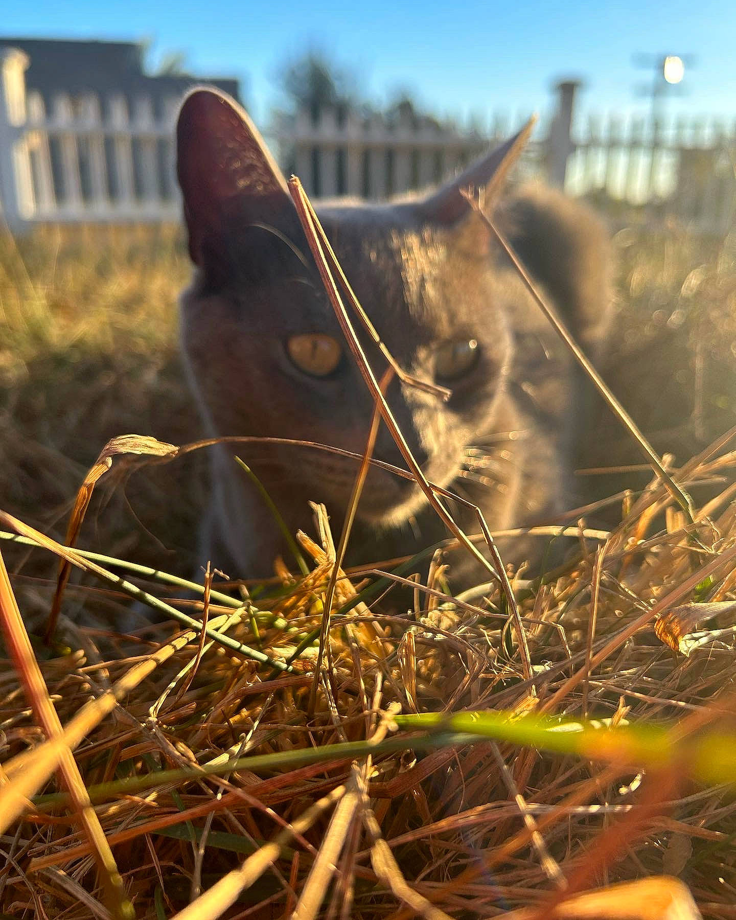 Carter is registered to the contest to win money with this photo: carnivore, cat, close_up, eye, fawn, felidae, grass, grassland, human_leg, plant, sky, small_to_medium_sized_cats, snout, sunlight, tail, terrestrial_animal, tree, twig, whiskers, wood