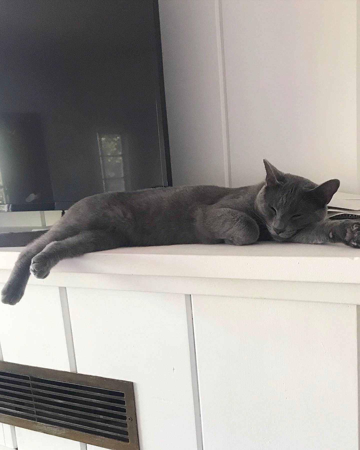 Carter is registered to the contest to win money with this photo: carnivore, cat, comfort, domestic_short_haired_cat, felidae, flooring, fur, grey, hardwood, room, small_to_medium_sized_cats, tail, whiskers, wood