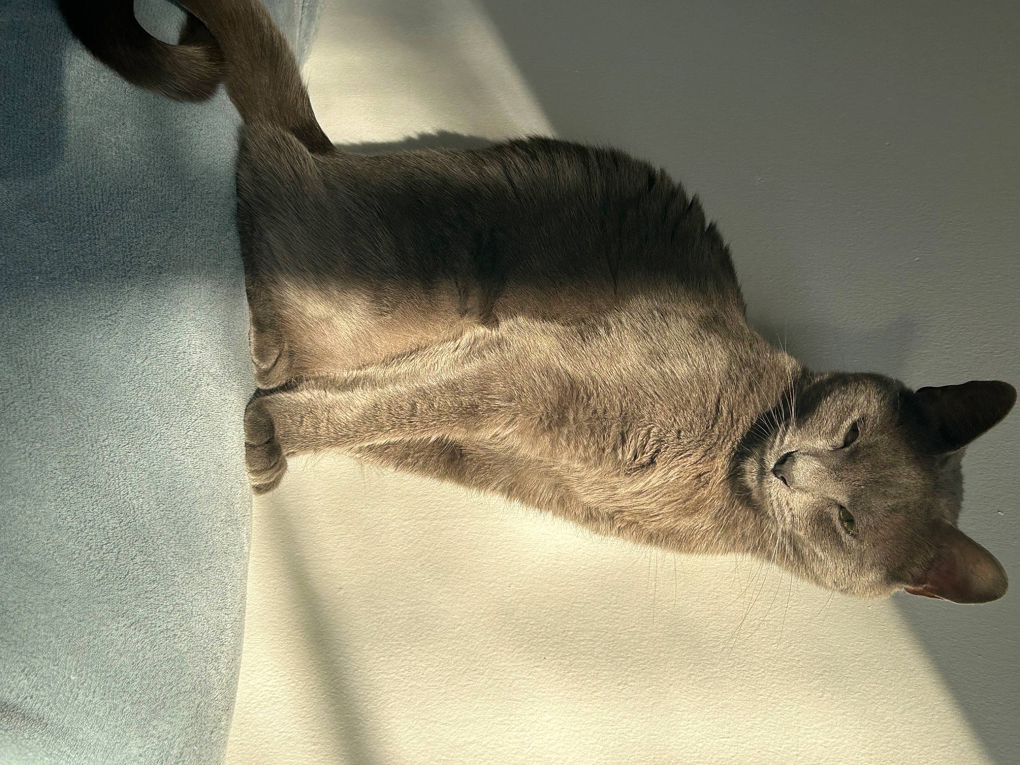 Carter is registered to the contest to win money with this photo: carnivore, cat, claw, comfort, domestic_short_haired_cat, ear, felidae, fur, gesture, grey, nap, paw, plant, sleep, small_to_medium_sized_cats, snout, tail, whiskers