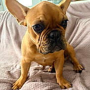 Bambou participe au concours pour gagner de l'argent avec cette photo : dog, french_bulldog, pet, animal, portrait, sitting, indoors, blanket, bed, home, brown_dog, wrinkled_face, large_ears, short_fur, black_nose, front_view, cute, serious_expression, furniture, cozy