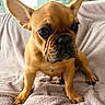 dog, french_bulldog, pet, animal, portrait, sitting, indoors, blanket, bed, home, brown_dog, wrinkled_face, large_ears, short_fur, black_nose, front_view, cute, serious_expression, furniture, cozy