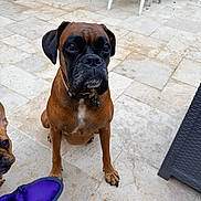 Tessa a rejoint le concours — aidez-le/la à gagner de superbes lots ! dog, boxer_dog, puppy, brown_dog, black_muzzle, sitting, portrait, outdoor, patio, tiles, courtyard, collar, dog_tag, dog_toy, purple_toy, second_dog, plastic_chair, furniture, pet, animal