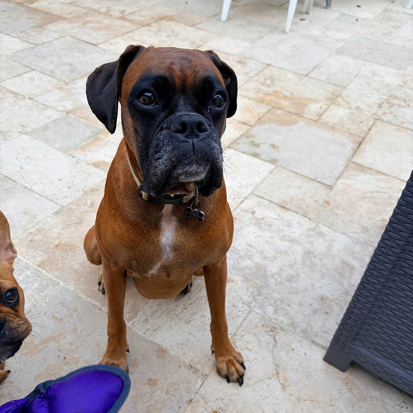 Tessa a rejoint le concours — aidez-le/la à gagner de superbes lots ! dog, boxer_dog, puppy, brown_dog, black_muzzle, sitting, portrait, outdoor, patio, tiles, courtyard, collar, dog_tag, dog_toy, purple_toy, second_dog, plastic_chair, furniture, pet, animal