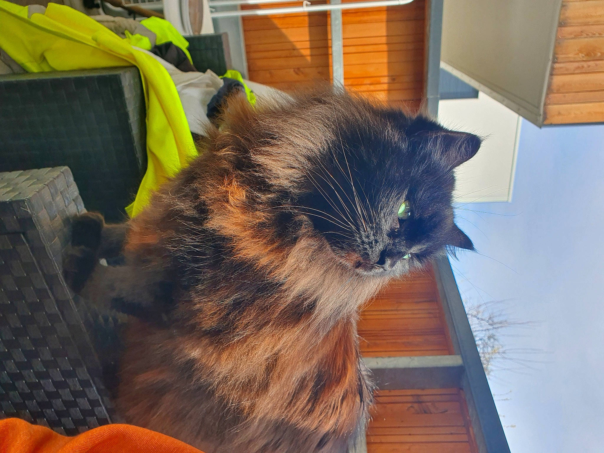 Paco participe au concours pour gagner de l'argent avec cette photo : carnivore, cat, comfort, domestic_short_haired_cat, electric_blue, felidae, floor, flooring, fur, hardwood, luggage_and_bags, plant, room, small_to_medium_sized_cats, snout, tail, whiskers, window, wood, wood_stain