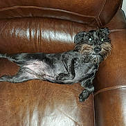 Plato joined the competition — help win amazing prizes! animal, black_dog, canine, chair, comfortable, companion, cute, dog, domestic, eyes_glowing, flash, funny_pose, fur, home, indoor, leather_chair, pet, relaxed, resting, stretched_out
