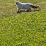 cat, white_cat, grass, outdoor, sunlight, animal, pet, nature, walking, field, greenery, feline, tail, daylight, mammal, wildlife, summer, shadow, fur, eye