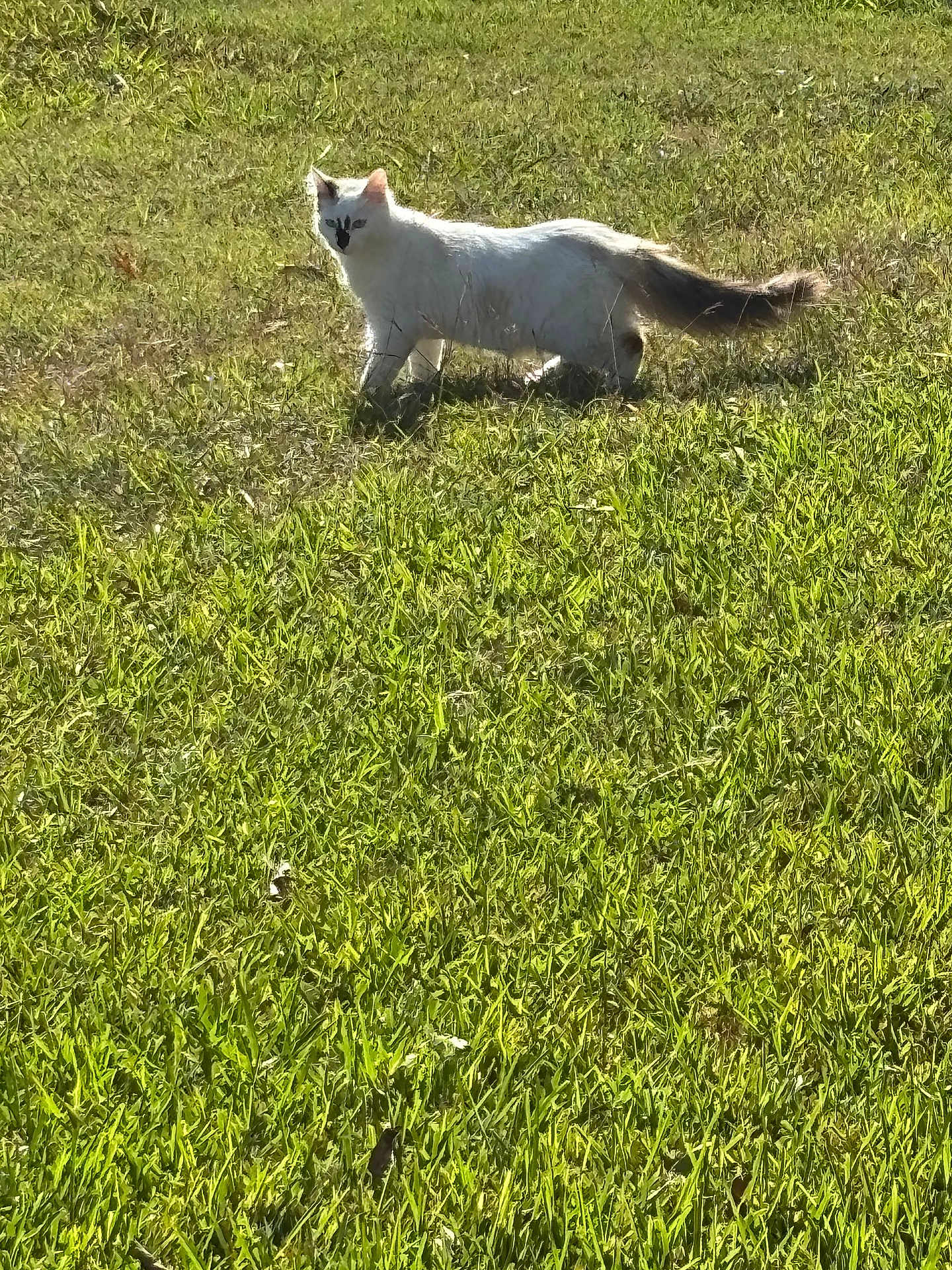 Brothers is registered to the contest to win money with this photo: cat, white_cat, grass, outdoor, sunlight, animal, pet, nature, walking, field, greenery, feline, tail, daylight, mammal, wildlife, summer, shadow, fur, eye