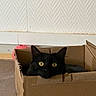 Bonnie a rejoint le concours — aidez-le/la à gagner de superbes lots ! black_cat, cat, cardboard_box, yellow_eyes, pet, indoor, floor, wall, pink_ball, curious, animal, domestic_cat, box, pet_toy, resting, closeup, feline, playful, home, cute