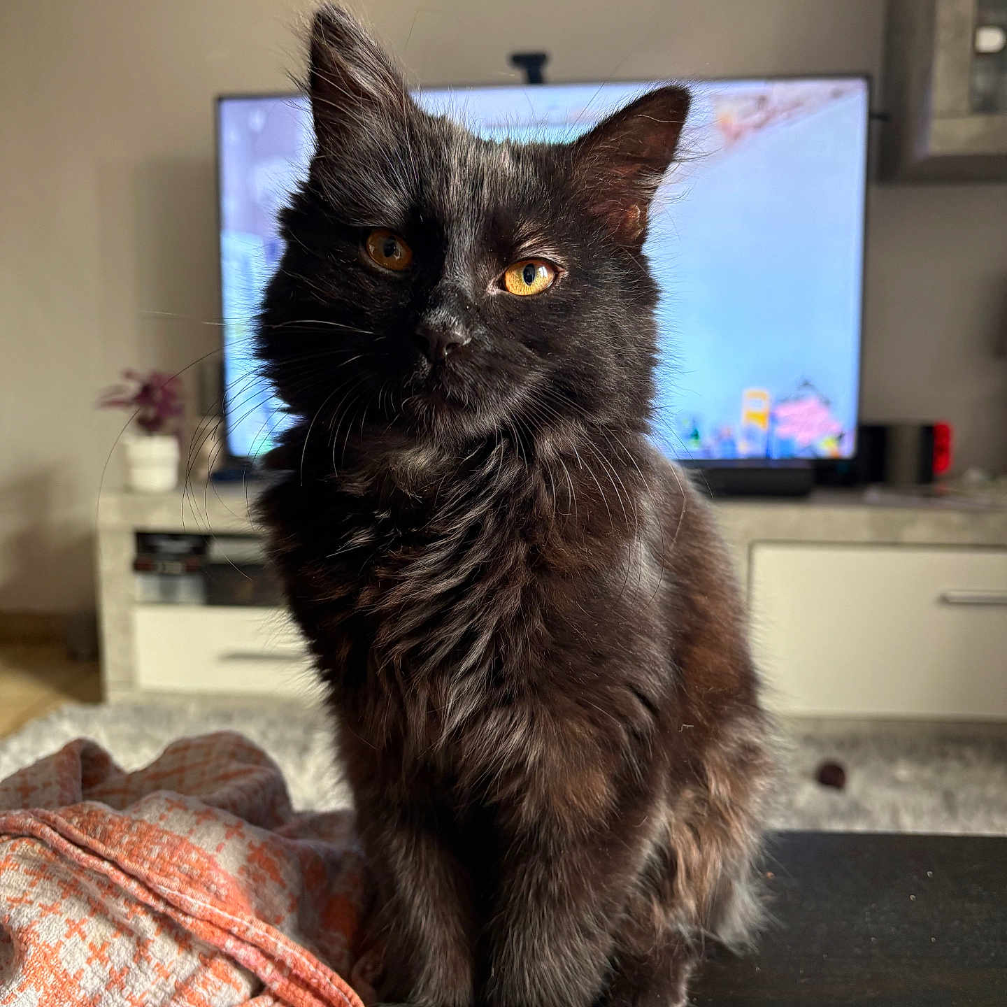 Bonnie a rejoint le concours — aidez-le/la à gagner de superbes lots ! cat, black_cat, feline, pet, indoor, living_room, table, blanket, orange, fur, whiskers, ears, eyes, television, furniture, cozy, domestic, animal, portrait, cute