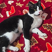 Shelby a rejoint le concours — aidez-le/la à gagner de superbes lots ! animal, black_and_white, blanket, candy_cane, cat, christmas_theme, christmas_tree, cozy, cute, festive, fur, gingerbread_man, holiday, indoor, lying_down, mammal, pet, relaxed, stocking, whiskers