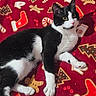 cat, black_and_white, lying_down, blanket, christmas_theme, gingerbread_man, candy_cane, stocking, christmas_tree, festive, pet, indoor, cozy, fur, whiskers, relaxed, cute, holiday, animal, mammal