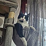 cat, black_and_white, cat_tree, hammock, indoor, pet, feline, curious, paw, window, curtains, cozy, relaxed, home, daylight, furniture, resting, animal, cute, domestic