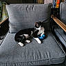 cat, black_and_white, toy, chair, cushion, indoor, bookshelf, books, relaxed, pet, feline, playful, home, comfortable, wood, furniture, floor, domestic, resting, cozy