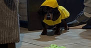 Winnie a rejoint le concours — aidez-le/la à gagner de superbes lots ! dog, yellow_raincoat, toy, plush_octopus, indoor, floor, tile_floor, couch, person, sneakers, cabinet, pet, cute, small_dog, rainwear, living_room, playful, animal, pet_toy, domestic