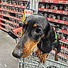 Winnie a rejoint le concours — aidez-le/la à gagner de superbes lots ! dog, dachshund, puppy, shopping_cart, store, aisle, shelves, products, black_and_tan, pet, animal, cute, curious, indoor, shopping, metal, leash, closeup, snout, fur