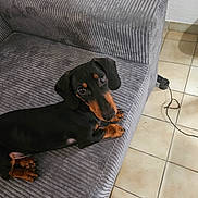 Winnie a rejoint le concours — aidez-le/la à gagner de superbes lots ! dog, dachshund, puppy, black_and_tan, pet, couch, sofa, indoor, floor, tile_floor, power_outlet, cord, looking_up, animal, small_dog, fur, ears, eyes, home, resting