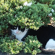 Charlie joined the competition — help win amazing prizes! cat, black_and_white, animal, pet, outdoor, bush, greenery, leafy, nature, sunlight, shadow, curious, hiding, fur, whiskers, tail, ground, sidewalk, shrub, daytime