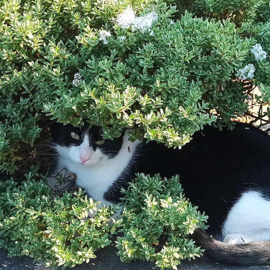 Charlie joined the competition — help win amazing prizes! animal, black_and_white, bush, cat, curious, daytime, fur, greenery, ground, hiding, leafy, nature, outdoor, pet, shadow, shrub, sidewalk, sunlight, tail, whiskers