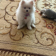 Chiquita joined the competition — help win amazing prizes! puppy, dog, pomeranian, white, fluffy, toy, whale, carpet, indoor, pet, cute, small, sitting, animal, adorable, collar, fur, young, home, companion