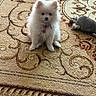 puppy, dog, pomeranian, white, fluffy, toy, whale, carpet, indoor, pet, cute, small, sitting, animal, adorable, collar, fur, young, home, companion