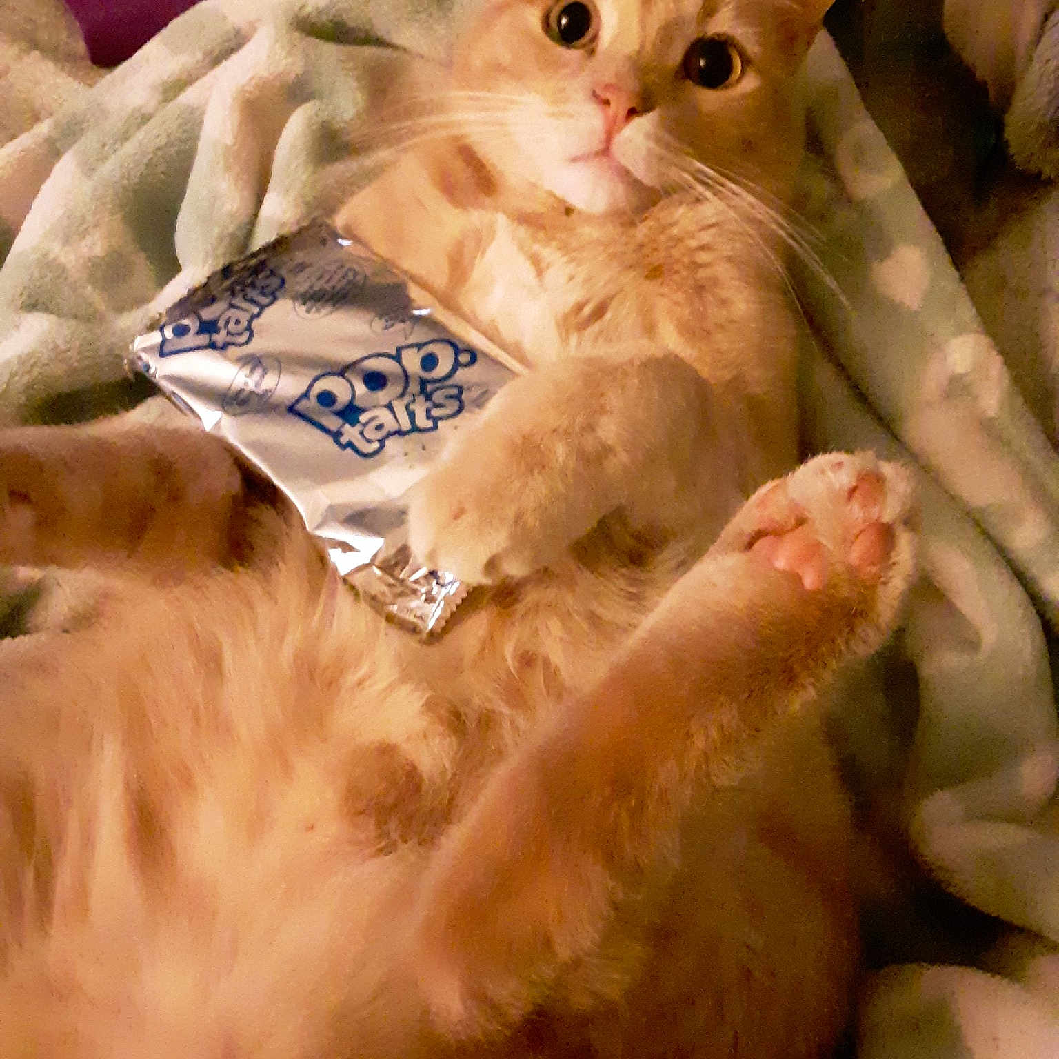 Boston is registered to the contest to win money with this photo: arabian_mau, asian, asian_semi_longhair, australian_mist, burmilla, carnivore, cat, colorpoint_shorthair, domestic_long_haired_cat, domestic_short_haired_cat, european_shorthair, fawn, felidae, kitten, mammal, ojos_azules, polydactyl_cat, singapura, small_to_medium_sized_cats, whiskers