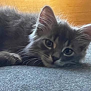 Vivino a rejoint le concours — aidez-le/la à gagner de superbes lots ! animal, cat, closeup, cute, ears, feline, fluffy, gray_cat, indoor, kitten, lying_down, pet, portrait, relaxed, resting, sleepy, soft_texture, whiskers, wood_background, young_cat