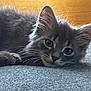 animal, cat, closeup, cute, ears, feline, fluffy, gray_cat, indoor, kitten, lying_down, pet, portrait, relaxed, resting, sleepy, soft_texture, whiskers, wood_background, young_cat