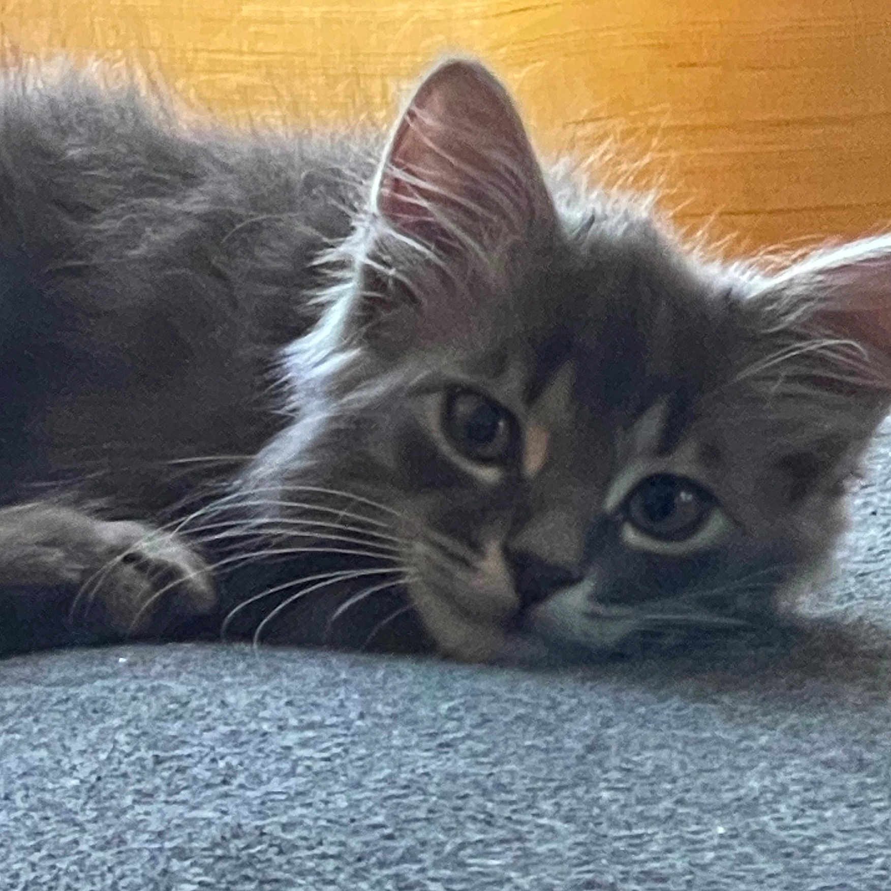 Vivino a rejoint le concours — aidez-le/la à gagner de superbes lots ! animal, cat, closeup, cute, ears, feline, fluffy, gray_cat, indoor, kitten, lying_down, pet, portrait, relaxed, resting, sleepy, soft_texture, whiskers, wood_background, young_cat