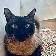 Bhodi is registered to the contest to win money with this photo: cat, siamese_cat, close_up, blue_eyes, whiskers, knitted_blanket, indoor, window, curtain, feline, pet, animal, fur, relaxed, looking, soft_light, wall, colorful, cozy, texture