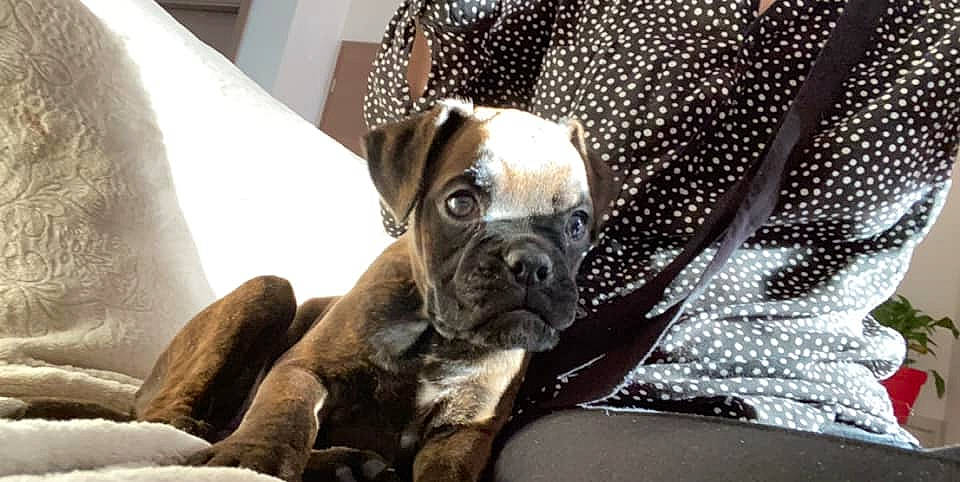 Raya a rejoint le concours — aidez-le/la à gagner de superbes lots ! boxer, bulldog, bullmastiff, canidae, carnivore, companion_dog, dog, dog_breed, fawn, mammal, molosser, non_sporting_group, old_english_bulldog, olde_english_bulldogge, puppy, rare_breed_dog, snout, sporting_group, valley_bulldog, vertebrate