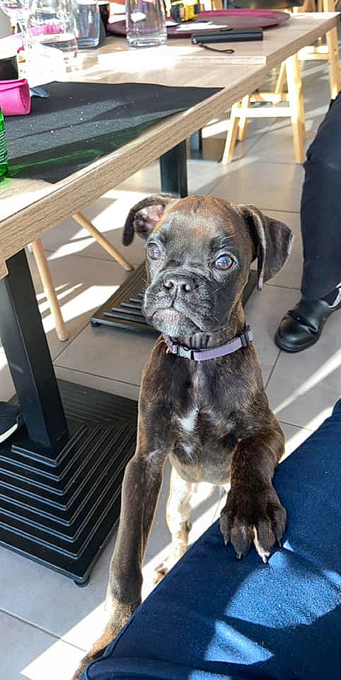 Raya participe au concours pour gagner de l'argent avec cette photo : boxer, bullmastiff, cane_corso, canidae, carnivore, companion_dog, dog, dog_breed, fawn, mammal, molosser, non_sporting_group, olde_english_bulldogge, puppy, rare_breed_dog, renascence_bulldogge, snout, sporting_group, valley_bulldog, working_dog