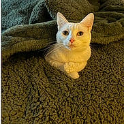Zen is registered to the contest to win money with this photo: cat, white_cat, blanket, green_blanket, cozy, pet, fur, indoor, resting, curious, animal, cute, whiskers, ears, snug, soft_texture, relaxed, comfort, closeup, portrait