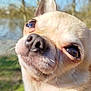 dog, chihuahua, close_up, outdoor, sunny, animal, pet, fur, ears, nose, whiskers, nature, trees, sky, portrait, cute, small_dog, daylight, blurred_background, curious