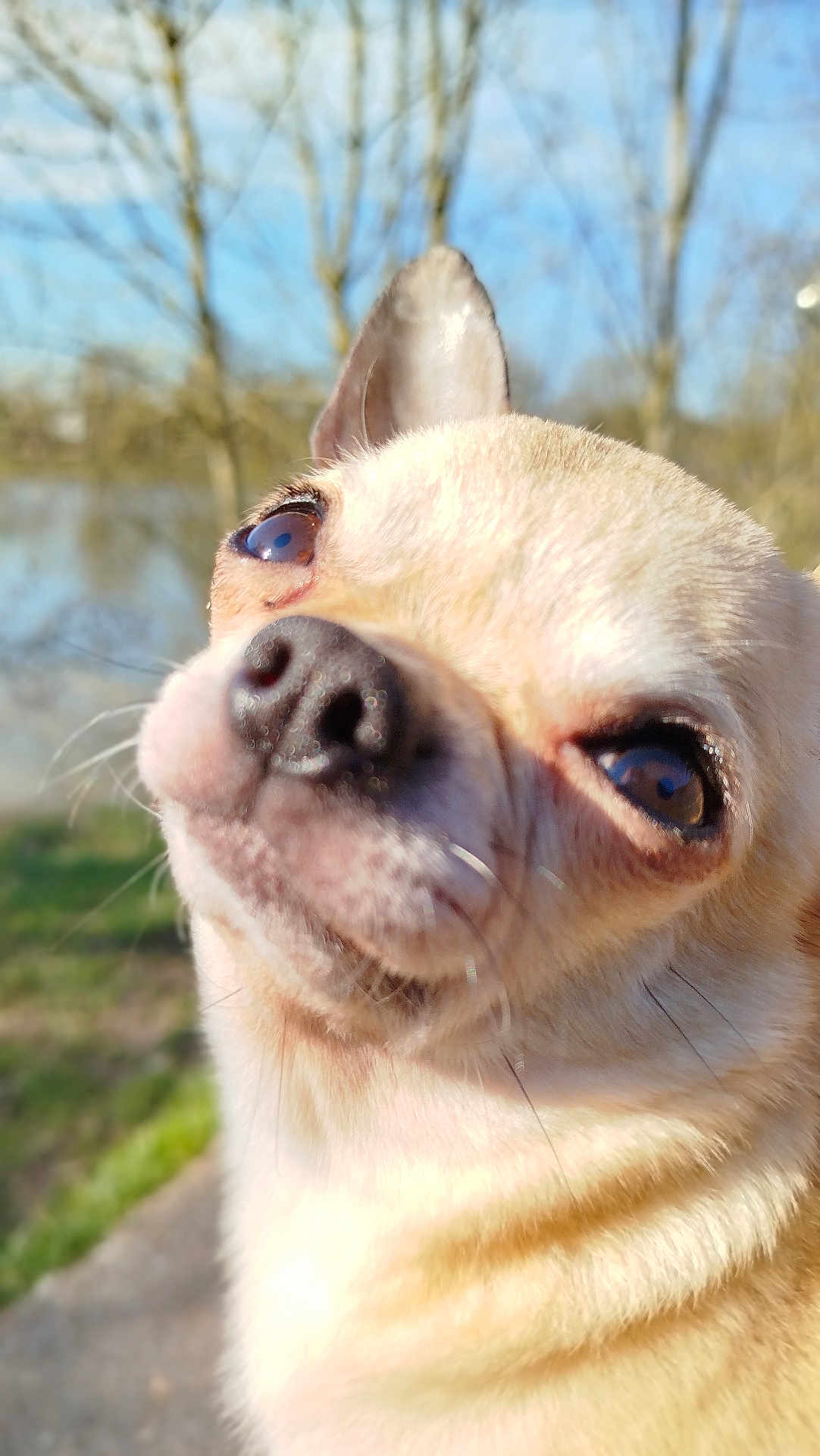 Shorty a rejoint le concours — aidez-le/la à gagner de superbes lots ! dog, chihuahua, close_up, outdoor, sunny, animal, pet, fur, ears, nose, whiskers, nature, trees, sky, portrait, cute, small_dog, daylight, blurred_background, curious