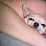 Shorty participe au concours pour gagner de l'argent avec cette photo : dog, chihuahua, pet, animal, face, ears, snout, closeup, cute, cozy, human_arm, skin, resting, expression, indoor, small_dog, companion, friendship, relaxing, cute_pet