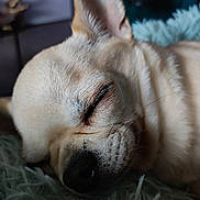 Shorty participe au concours pour gagner de l'argent avec cette photo : dog, sleeping, close_up, fur, cozy, pet, animal, resting, cute, indoor, soft, fluffy, peaceful, nose, whiskers, ear, portrait, mammal, relaxation, calm