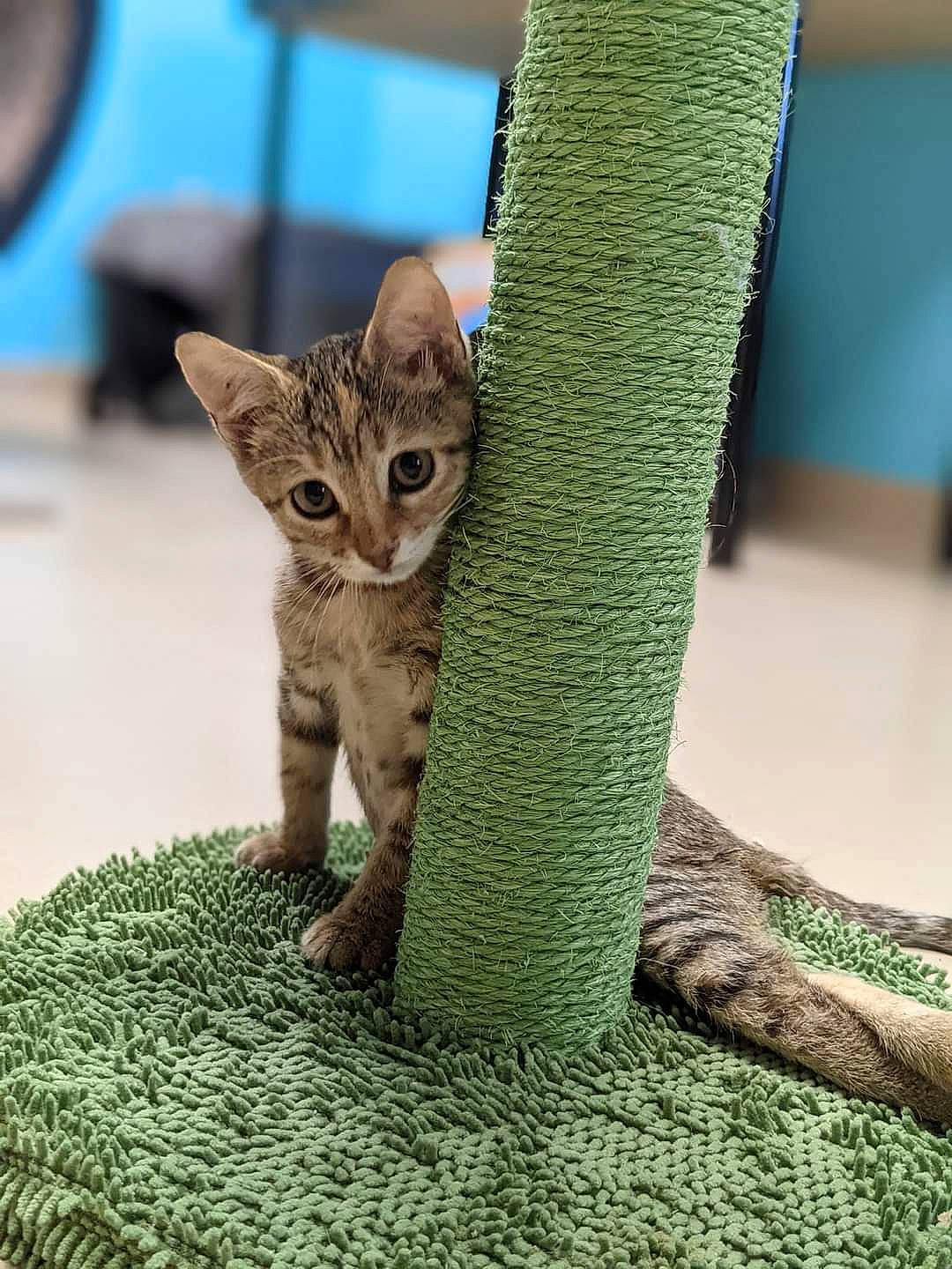 Pastel joined the competition — help win amazing prizes! adaptation, carnivore, cat, eye, fawn, felidae, foot, grass, mammal, organism, plant, small_to_medium_sized_cats, snout, tail, terrestrial_animal, terrestrial_plant, tree, trunk, whiskers, wood